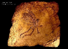 Fossilized Fairy, male, 9cm, 300 million years old