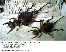Nuclear Radiation Giant Tailed Stag Beetle of Bikini Atoll (adult male and