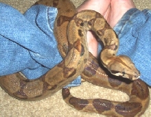 '04 Hypo