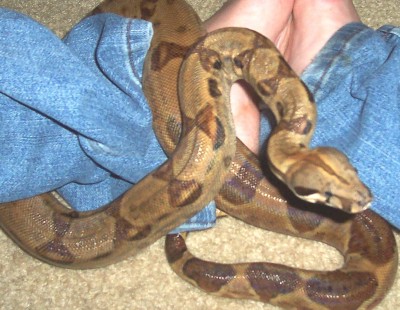 '04 Hypo