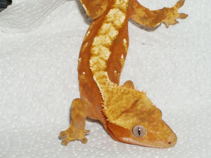 Red harlequin