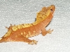 Red/Orange Harlequin Crested Gecko