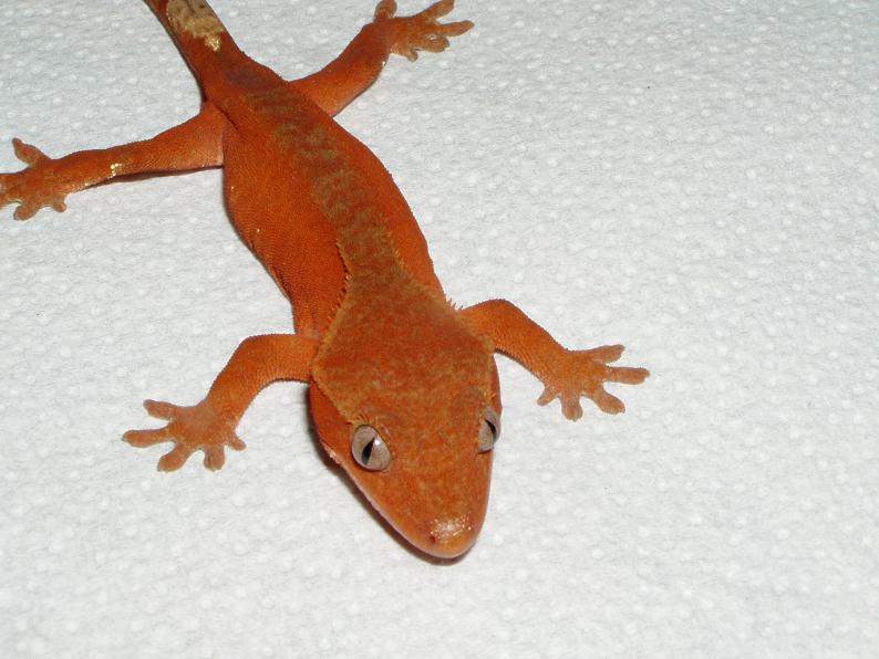 Red Gecko