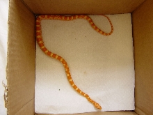 Manda at 21.6 inches
