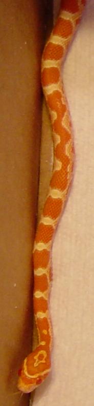 Creamsicle PostShed 11-19-2005
