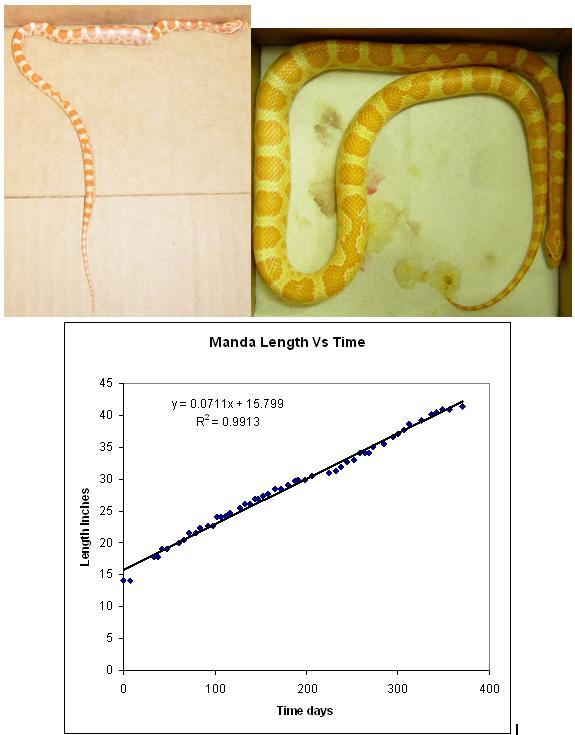 Manda at 1 year