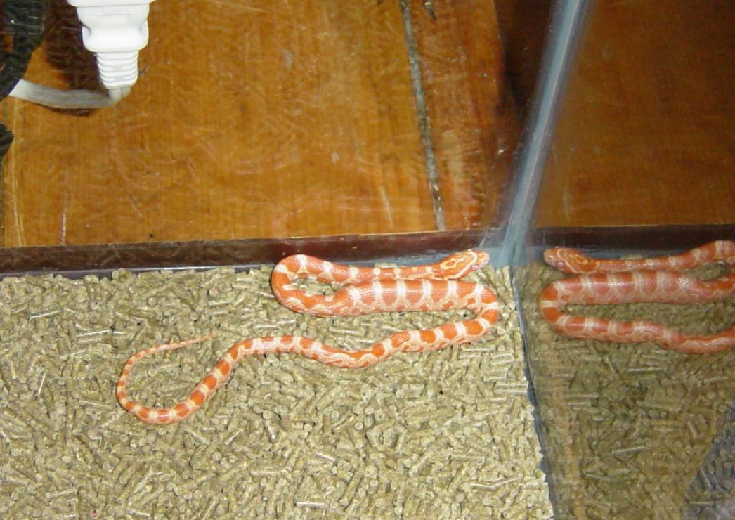 Mouse Compactor Manda