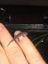 Baby P. guimbeaui