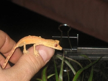 Uroplatus lineatus juve