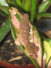 Uroplatus phantasticus juvie