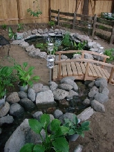 My first pond