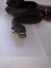 My litter Devil