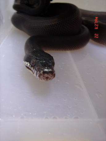 My litter Devil