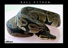 My Ball