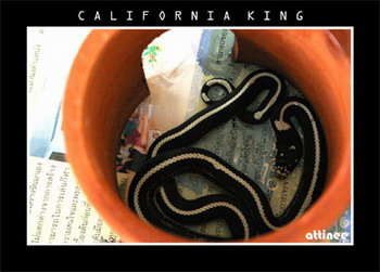 My cal king