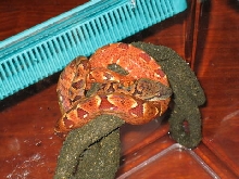 Madagascar Tree Boa