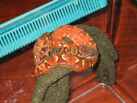 Madagascar Tree Boa