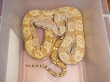 bci