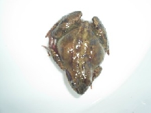 red frog
