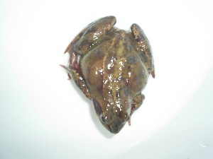 red frog