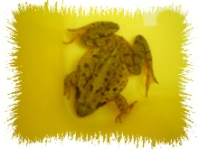 common frog ,is it  pregnent????