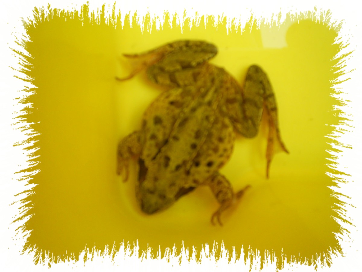 common frog ,is it  pregnent????