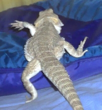 my lizard     spyro