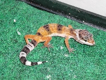 Leopard Gecko