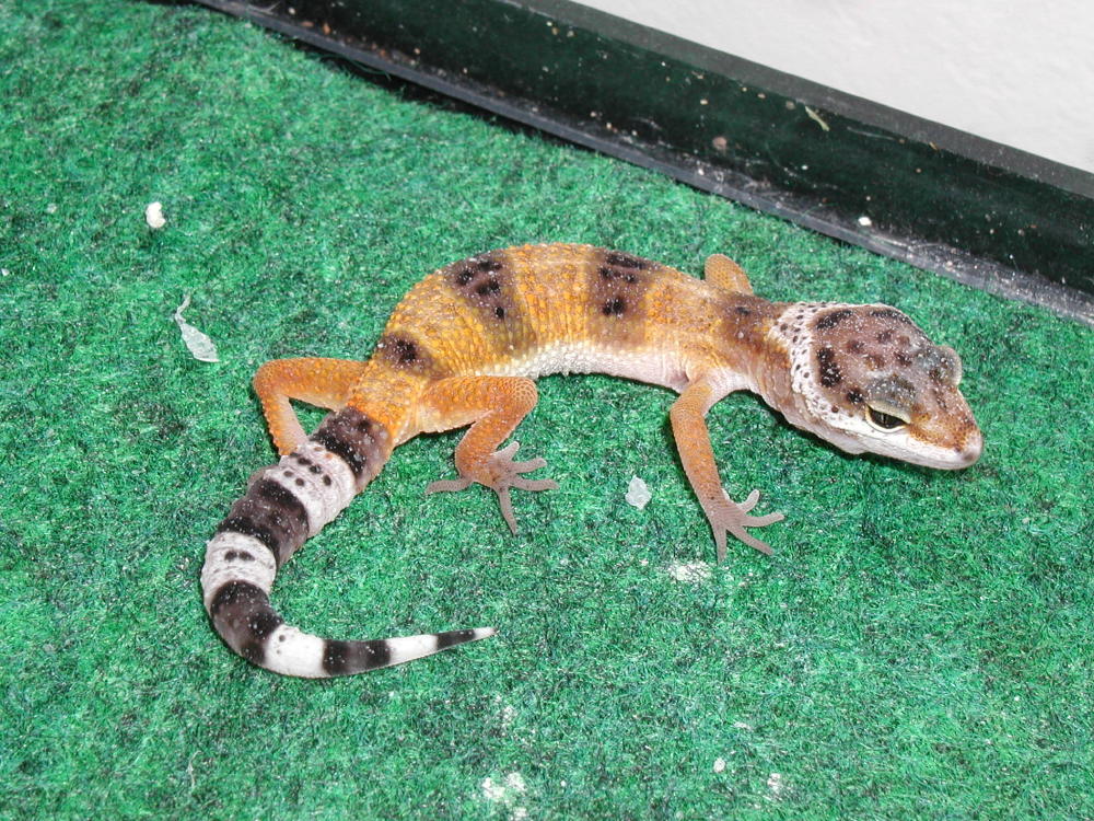 Leopard Gecko