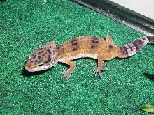 Leopard Gecko