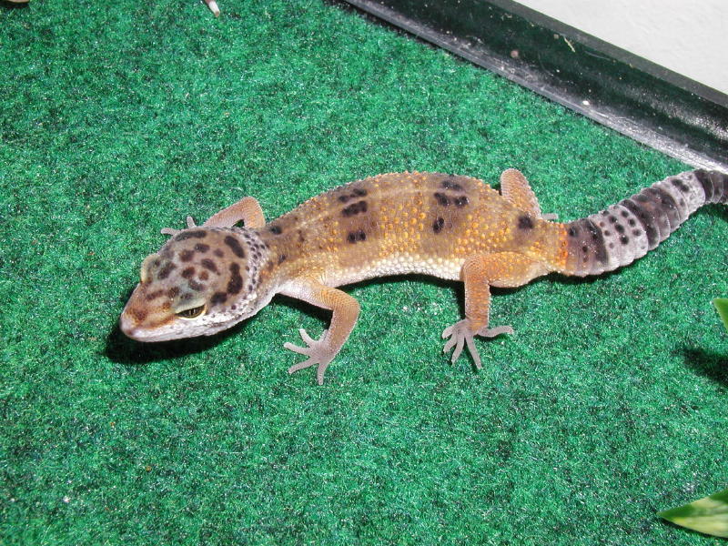 Leopard Gecko