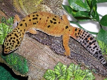 Leopard Gecko