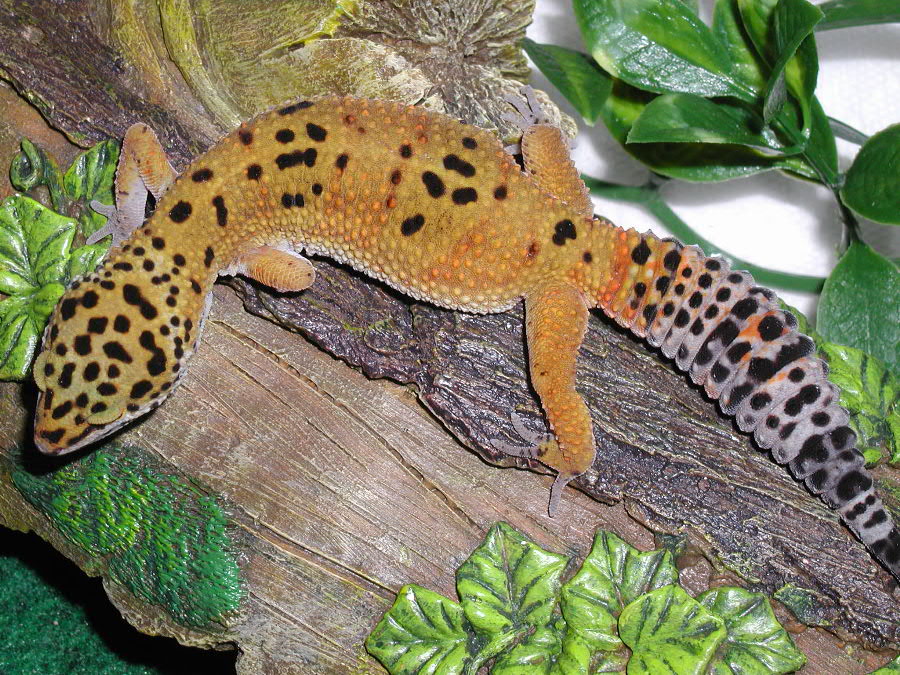 Leopard Gecko