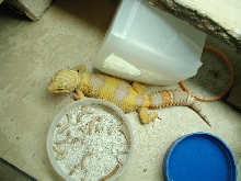 Albino leopard gecko