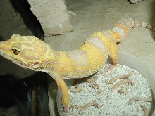Albino leopard gecko 2