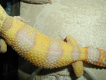 Albino leopard gecko 3