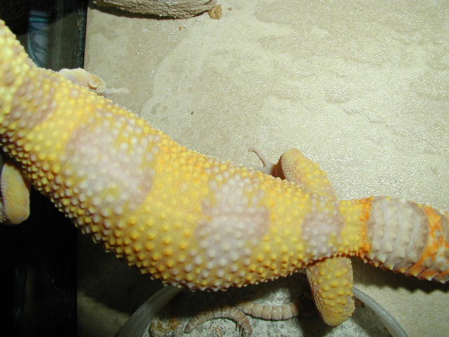 Albino leopard gecko 3
