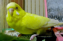 kotoku