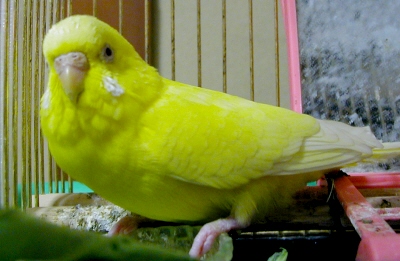 kotoku