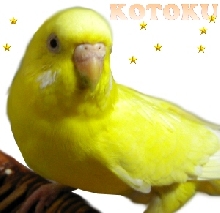 kotoku