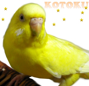 kotoku