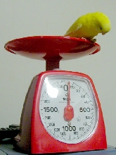 30 grams