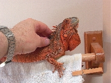 Nimrod, the red iguana