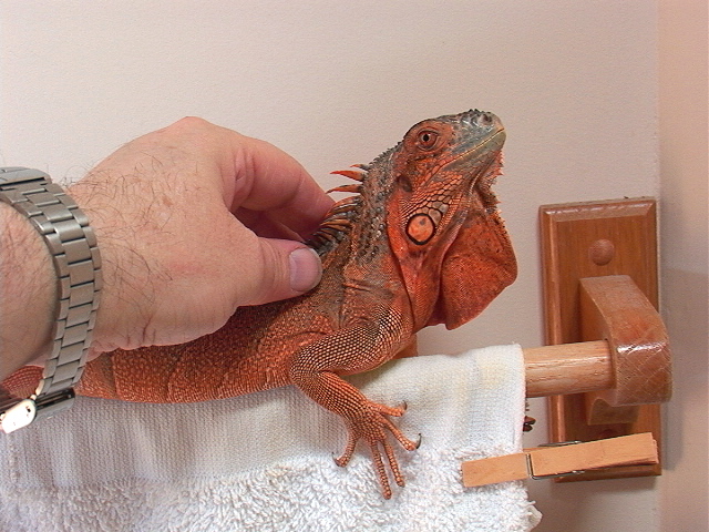 Nimrod, the red iguana
