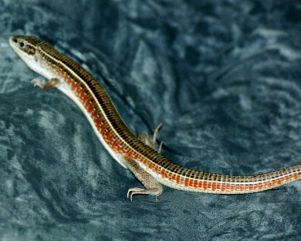 red sided plated lizard