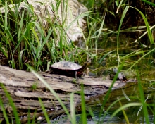 painted turtle and bull frog