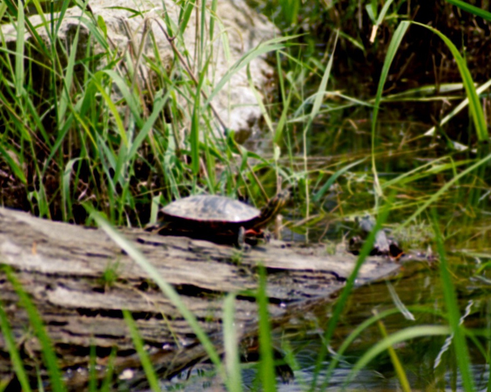painted turtle and bull frog