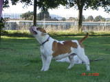 tyson