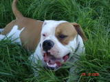 tyson