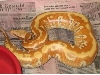 05 male albino